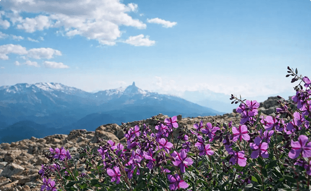 Розовый Алтай — горы и цветы